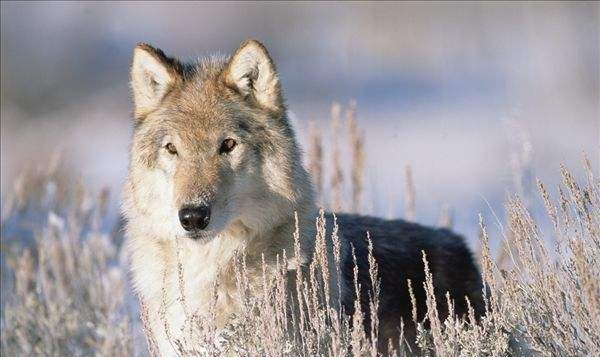 今晨突围战来临；明尼苏达森林狼围绕足总杯豪取连胜；赛场秩序良好；更衣室氛围转暖的简单介绍